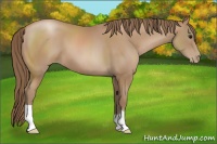 Horse Color:Black Pearl