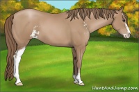 Horse Color:Black Pearl Sabino