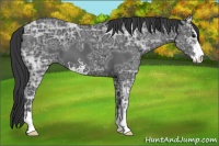 Horse Color:Black Ice Sabino 