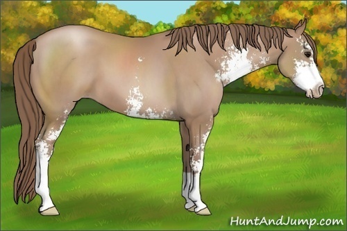 Horse Color: Black Pearl Sabino 
