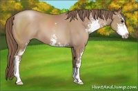 Horse Color:Black Pearl Sabino