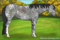 Horse Color:Black Ice 