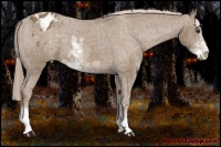 Horse Color:Chocolate Palomino Sabino Blanket 