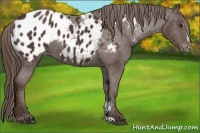 Horse Color:Liver Chestnut Sabino Appaloosa Rabicano