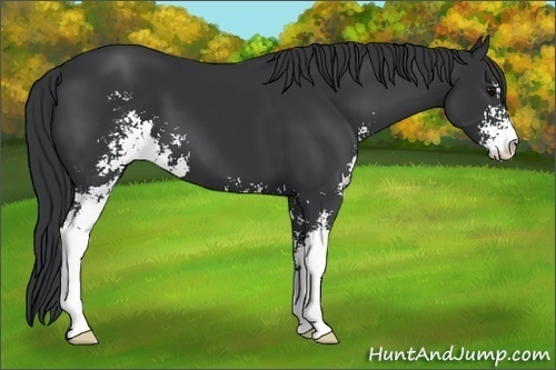 Horse Color: Black Sabino 