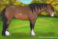 Horse Color:Bay Sabino