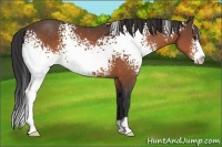 Horse Color:White Spotted Brown Sabino