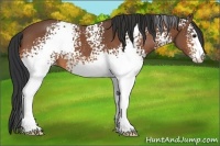 Horse Color:White Spotted Bay Sabino 