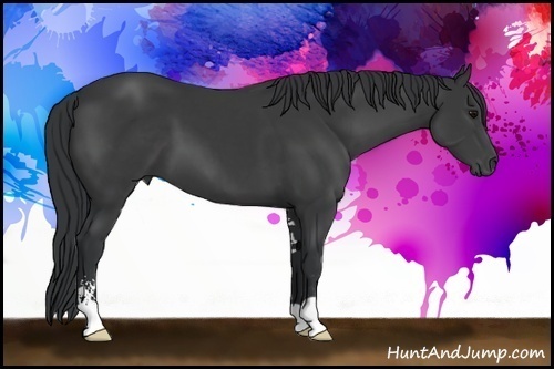 Horse Color: Black Sabino 