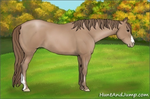 Horse Color: Black Pearl 