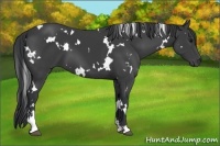 Horse Color:White Spotted Black Sabino