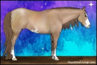 Horse Color:Black Pearl Sabino 