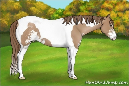 Horse Color: Black Pearl Sabino Tobiano 