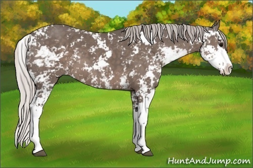 Horse Color: Silver Black Sabino 