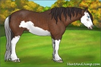 Horse Color:Buckskin Splash Frame 
