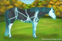 Horse Color:Thunderstruck Black Splash 