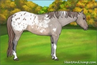 Horse Color:Brown Dun Tobiano Blanket 