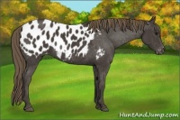 Horse Color:Smoky Black Sabino Appaloosa Rabicano