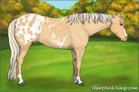 Horse Color:Palomino Sabino Blanket 