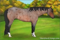 Horse Color:Bay Roan 