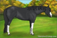Horse Color:Black 