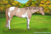 Horse Color:Chestnut Tobiano Blanket Rabicano 