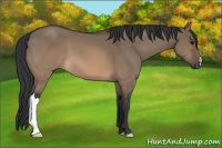 Horse Color:Brown Dun 