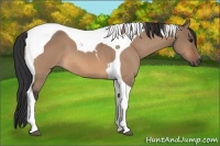 Horse Color:Brown Dun Tobiano 