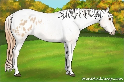 Horse Color:Brown Pearl Dun Tobiano Appaloosa 