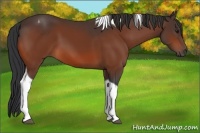 Horse Color:Bay Tobiano 