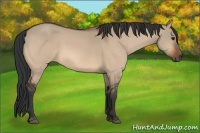 Horse Color:Bay Dun Rabicano