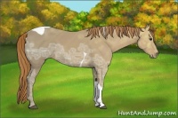 Horse Color:Chestnut Ice Tobiano Rabicano 