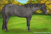 Horse Color:Liver Chestnut Sabino Appaloosa Rabicano 