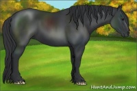 Horse Color:Black 