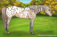 Horse Color:Buckskin Blanket 