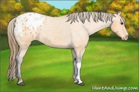 Horse Color:Buckskin Appaloosa 