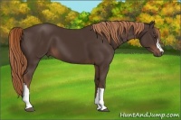 Horse Color:Liver Chestnut 