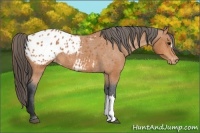Horse Color:Bay Appaloosa 