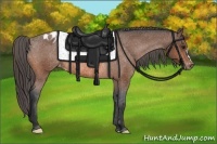 Horse Color:Bay Appaloosa Rabicano 