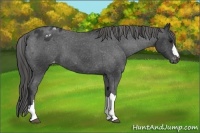 Horse Color:Black Appaloosa 