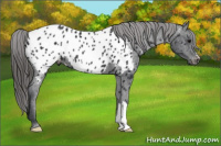 Horse Color:Black Appaloosa 