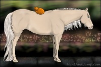 Horse Color:Cremello 