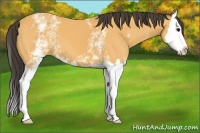 Horse Color:White Spotted Buckskin Splash 