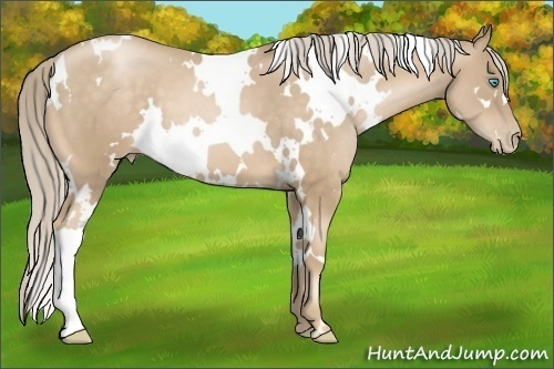 Horse Color: White Spotted Chocolate Palomino Pearl 