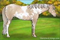 Horse Color:White Spotted Chocolate Palomino Pearl 