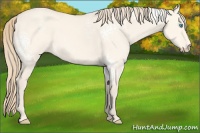 Horse Color:White Spotted Perlino Dun 