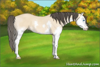 Horse Color:Buckskin Dun Splash 