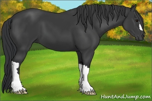Horse Color: Black 