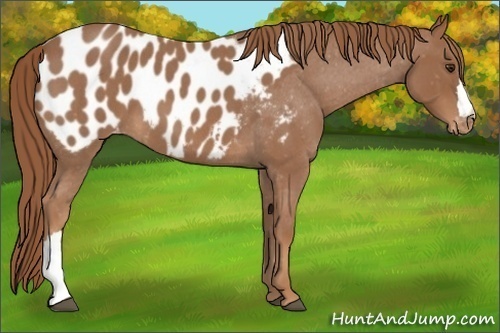 Horse Color: Red Roan Blanket 