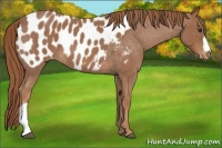 Horse Color:Red Roan Appaloosa 